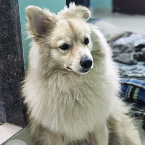 Missing: Pink Male Pomeranian Dog from Indraprastha School, Nawada extension