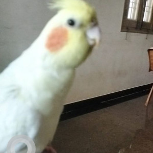 Missing: White Male Cocktail Lutino Bird from J P Nagar 7th Phase Gauravanagar