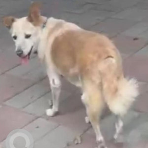 Missing: White-Brown Mix Female Indie Dog from Anand Niketan