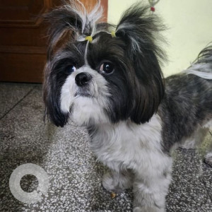 Missing: Black and White Female Shih Tzu Dog from Sanchu Animal Hospital, Koramangala