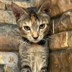 Missing: Black and Brown Female Tabby Cat from Khar West 19th Road