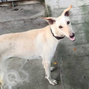 Missing: White Female Indie Dog from Raja Annamalaipuram Puram