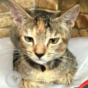 Missing: Black and Brown Female Indie Cat from 19th road Khar West