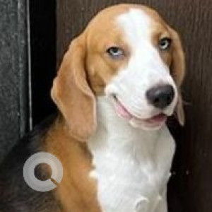 Missing: White-Brown Mix Male Beagle Dog from Ambedkar college