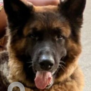 Missing: Black and Brown Male German Shepherd Dog from Anna Nagar corporation office