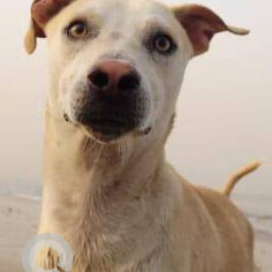 Missing: White Male Indie Dog from Juhu Beach