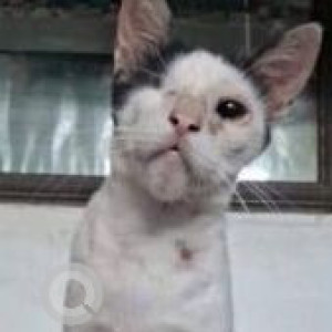Missing: Black and White Male Indie Cat from Micheal Nivas, Dewoolwadi, Chakala Cigarette Factory, Andheri East