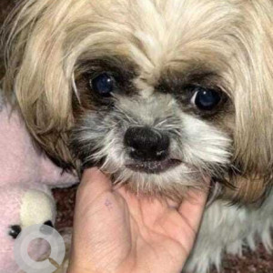 Missing: White and Grey Male Shih Tzu Dog from S Ramesh road, near Kerala mess, T Dasarahalli, Jalahalli