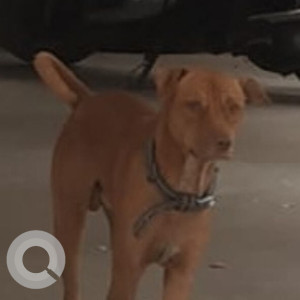 Found: Brown Male Indie Dog from Zamin Pallavaram, Chennai