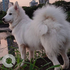 Found: White Male Pomeranian Dog from Sector 9, Vashi