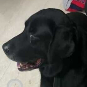 Missing: Black Male Labrador Dog from Driver's Colony, T Nagar, Chennai
