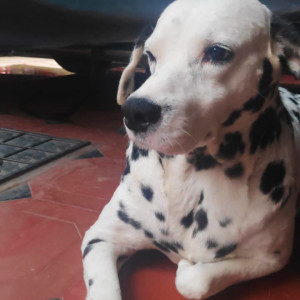 Missing: Black and White Male Dalmatian Dog from Austin Town, BDA complex, Bangalore