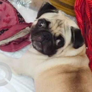 Missing: White Female Pug Dog from Kathirvedu, Chennai