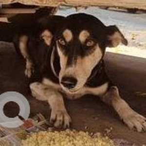 Missing: Black and Brown Female Indie Dog from Gangotri Enclave, Alaknanda (Delhi)