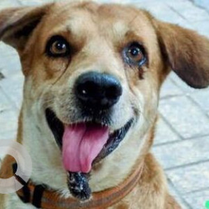 Missing: White-Brown Mix Male Indie Dog from Shivaji Park