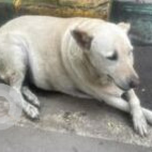 Missing: Brown Female Indie Dog from Vijaya bank layout