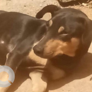 Missing: Black and Brown Male Indie Dog from Horamavu road towards Jayanti nagar