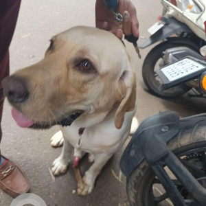 Found: Light Brown Male Labrador Dog from Near MTR JP Nagar