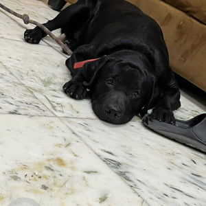 Found: Black Male Labrador Dog from 13 block, Rani garden park