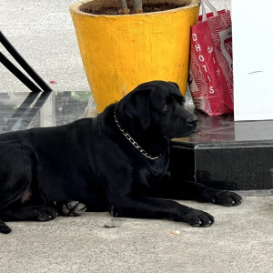 Found: Black Male labrador Dog from H.P petrol pump