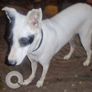 Found: White Female Gull Terr Dog from Adarsh Nagar Worli