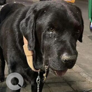 Found: Black Not Available Labrador Dog from Nagarjuna restaurant near MG Road