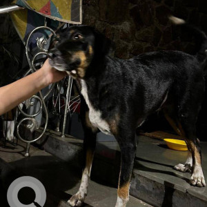 Found: Black Female Indie Dog from Malad Aksa