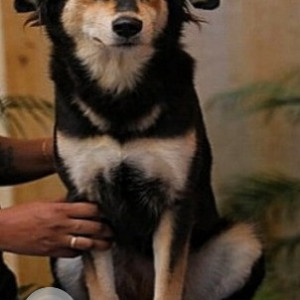Missing: Black and White Female Indie Dog from Service road near Vijaya Diagnostic center, Moosrambagh, Dilshuknagar