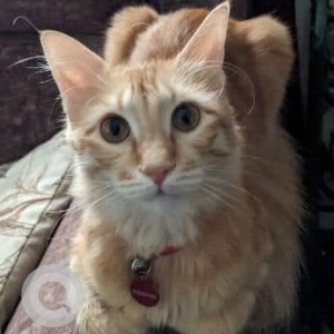 Missing: Orange Female Indie Cat from Ejipura, Koramangala