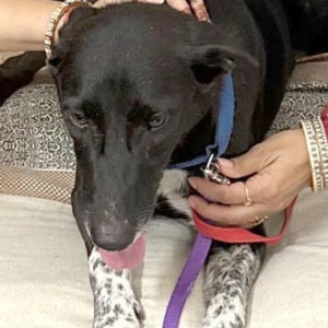 Missing: Black and White Male Indie Dog from Hasanpur village near Ludhiana