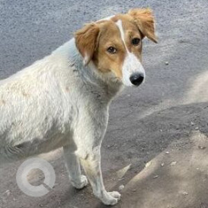 Missing: White-Brown Mix Female Indie Dog from Bhairon Mandir, Kalkaji