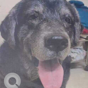 Missing: Black Male Indie Dog from Maharashtra milk dairy(Centre) near Tilak Garden, Juhu