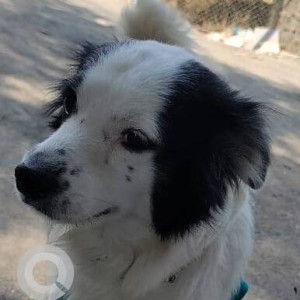 Found: Black and White Not Available Indie Dog from Airport Colony Bamanwada