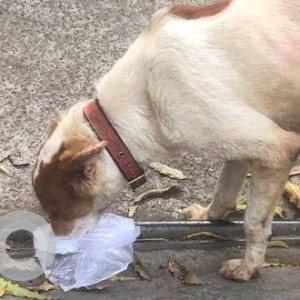 Found: White-Brown Mix Male Indie Dog from Andheri