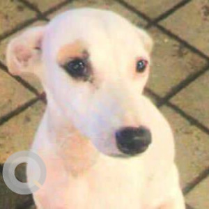 Missing: White Female Indie Dog from Area Kandivali west Irani wadi