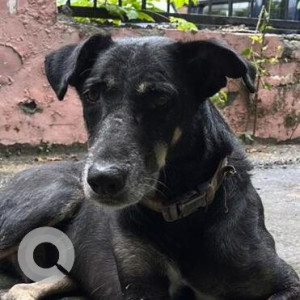 Missing: Black and White Male Indie Dog from Prayag Apartments, Vasundhara Enclave, Delhi