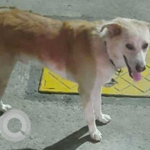 Brown Male Indie (mix) Dog is Found from AMM School, Kotturpuram