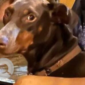 Found: Brown Female Dobermann Dog from Kasturinagar, Bangalore