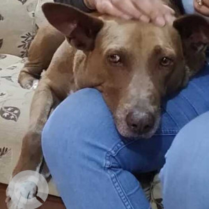 Missing: Brown Male Indie Dog from Rajarajeshwari Nagar Arch, Jnanabharati metro station