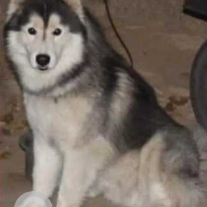 Missing: Black and White Male Husky Dog from Kumaraswamy Layout 2nd Stage