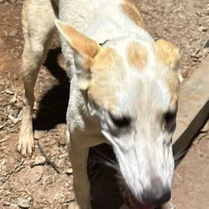 Found: White-Brown Mix Male Indie Dog from Assetz Marq society, Kannamangala, Whitefield, Bangalore