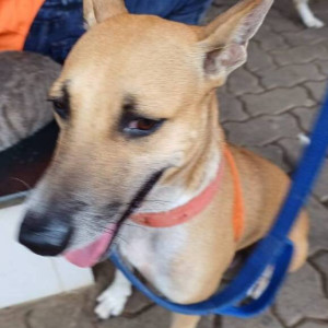 Missing: Brown Female Indie Dog from Pestom Sagar Road 2 Chembur West
