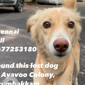 Found: Orange Male Indie Dog from Ayavoo Colony, Arumbakkam