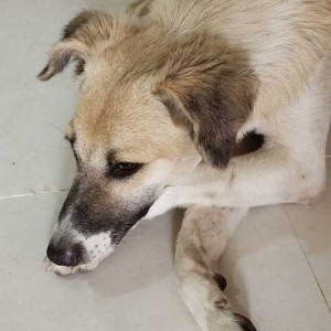 Missing: Golden Male Indie Dog from Hyderabad