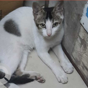 Missing: White and Grey Male Indie Cat from Sneha Hospital Gali, Navghar road, Bhayander east
