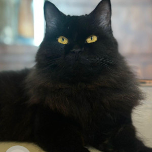 Missing: Black Female Persian Cat from Juhu beach