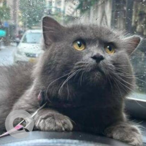 Missing: Black Male Persian Cat from Shiv Mandir Road, Sector 18A, Nerul West, Navi Mumbai