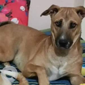 Missing: Brown Male Indie Dog from PSR Gardens, Manchirevule, Hyderabad, Telangana