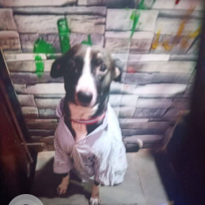Missing: Black and White Female Indie Dog from Kurla fish market