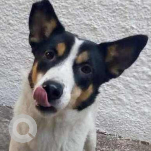 Missing: Black and White Female Indie Dog from Anand Lok